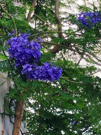 ジャカランタ 花でラブレター ジャカランタ 花でラブレター