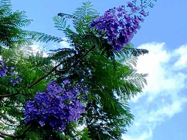 ジャカランタ 花でラブレター ジャカランタ 花でラブレター