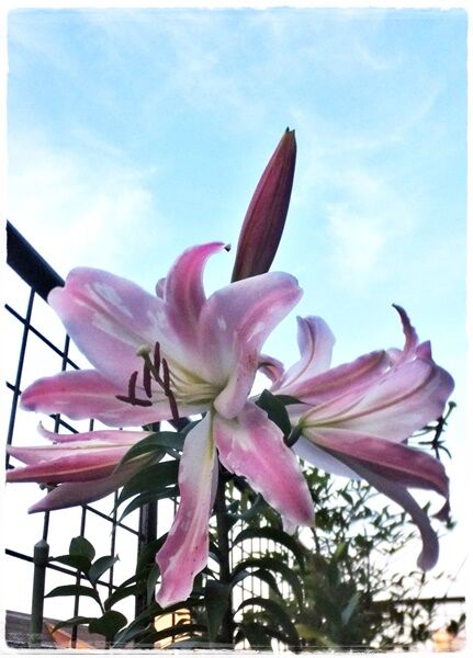 百合の花 明け暮れ