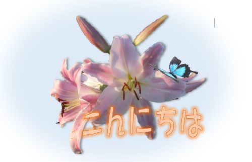 百合の花 明け暮れ