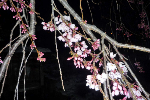 雪と桜と・・そして風邪