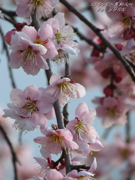 1753�޿���ߥХå��϶�120325