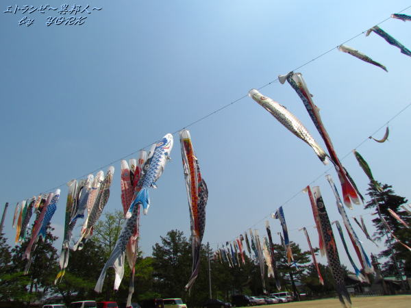 8169�����Τܤ�150425