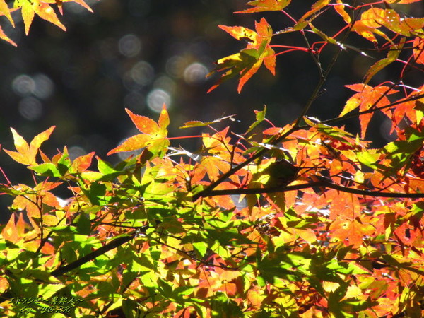 0311���տ��Ť�161112