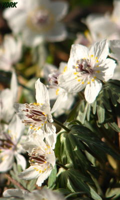 �����ѡ�2218��ʬ��240��400