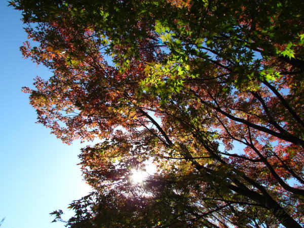 0527���ջϤޤ�111031