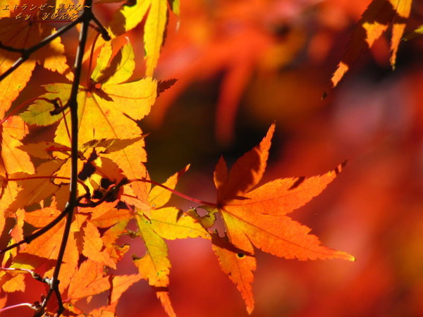 2243��򿭤Ф�191123