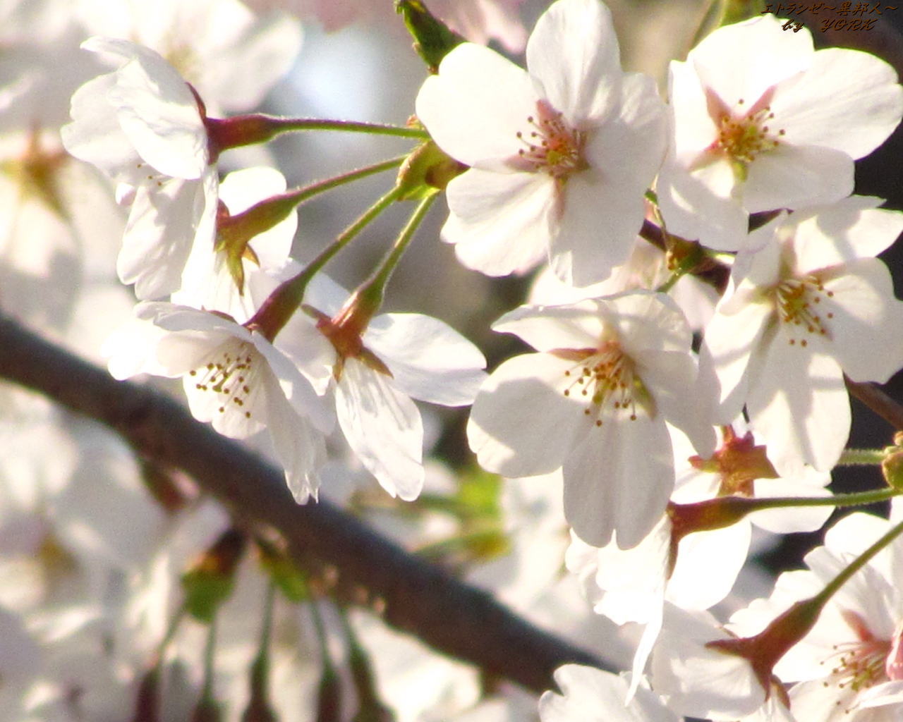桜の壁紙 待ち受け エトランゼ 異邦人 桜の壁紙 待ち受け エトランゼ 異邦人
