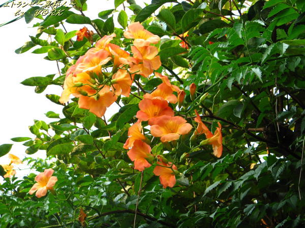 1847ο�֡ʤΤ����󤫤����110908