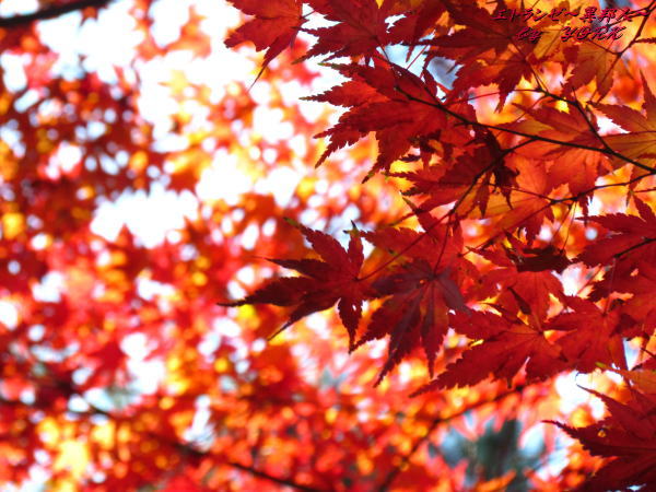 5152����121118