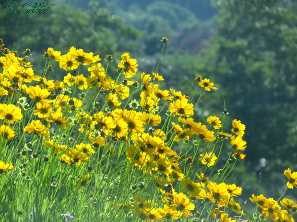 5974���Хʥ����⥹180520