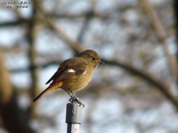 2038Ļ����170204