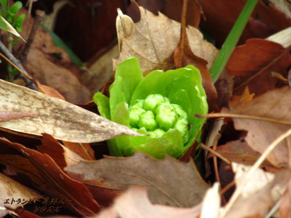 1709�դ��ΤȤ�120311