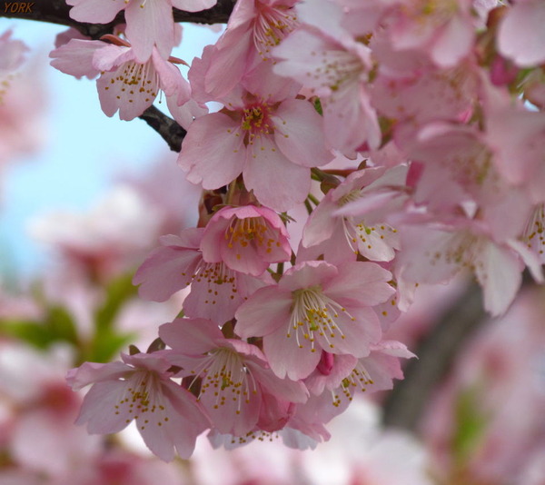 ���ޥ��ѡ�6440�¹Ժ�960&times;854