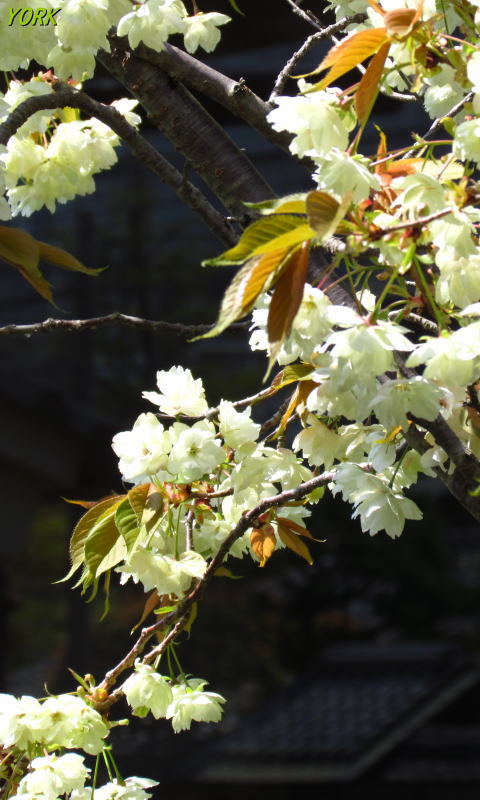 �����ѡ�6822ݵ���480&times;800