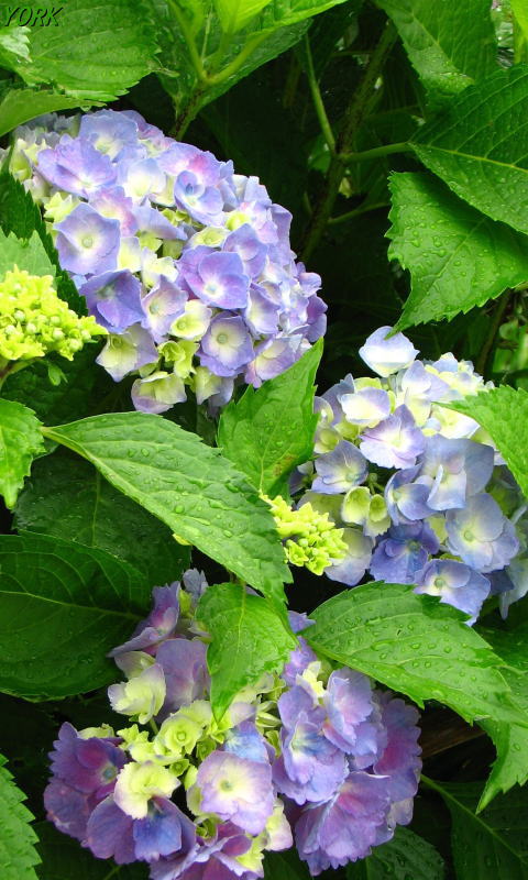 �����ѡ�0994���۲�480��800