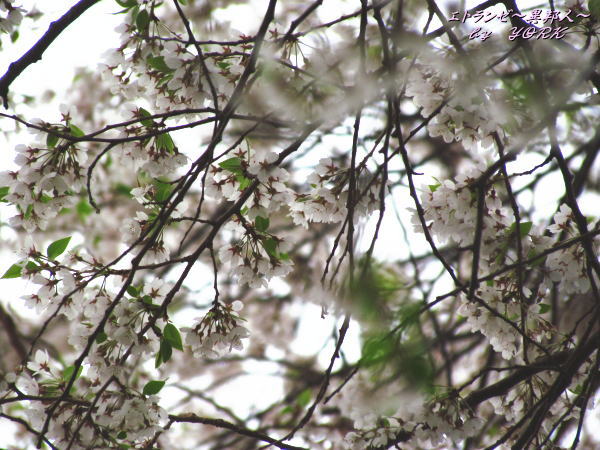 2447������ʬ120421