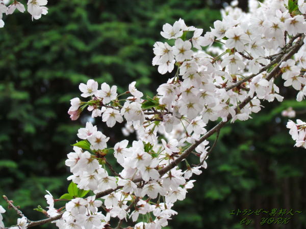 2420���Ф��120421