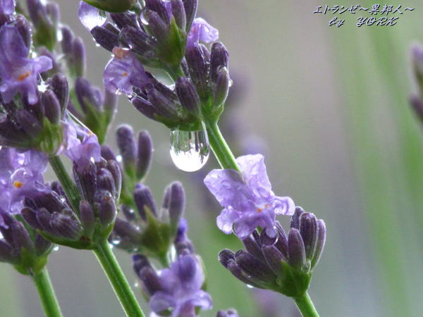 7739��ũ�θ�������������130615