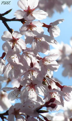 �����ѡ�0626�Ķ��˻޿���240��400