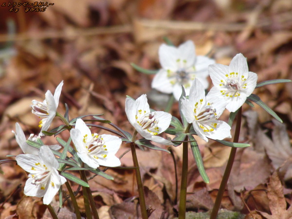 0393おしゃべりな節分草20250215