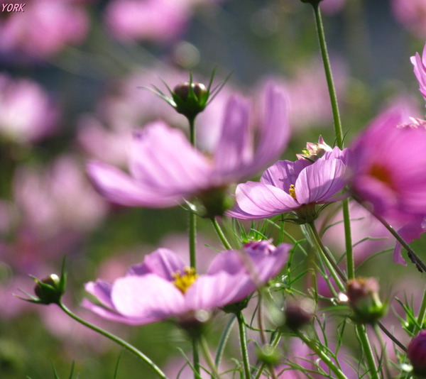 ���ޥ��ѡ�5123����960��854