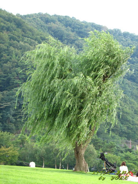 1434�ϡ��Ȥ���110815