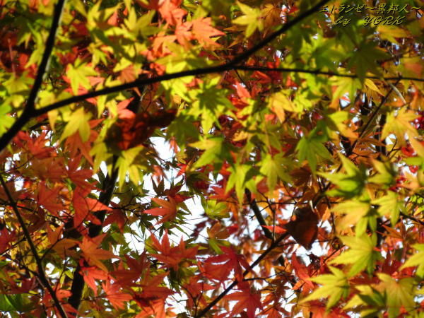 0687���դ�����111112