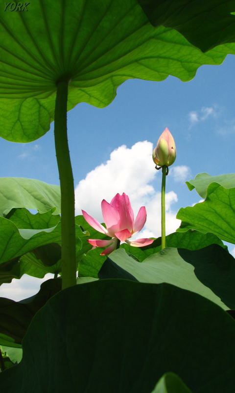 �����ѡ�1249�����ܥå����ϡ�β�480&times;800