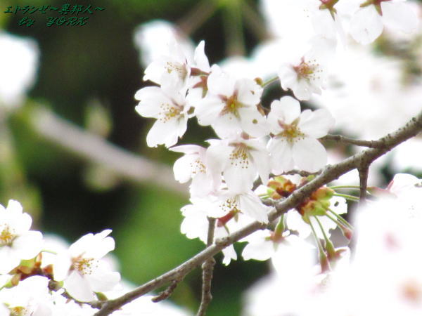 2425������ä���120421