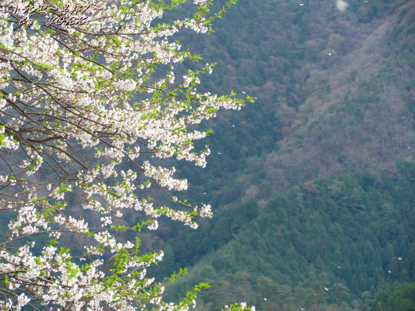 2462������120421