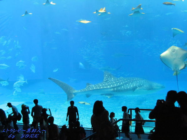 8384���鳤��²��150428