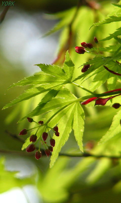 壁紙 待受 新緑 紅葉の花 エトランゼ 異邦人