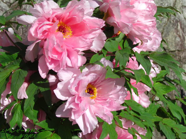 2610�ܥ�������120504