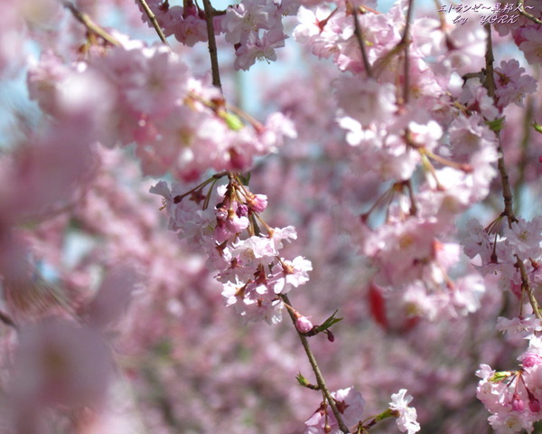 �ɻ桡2363�޿���1280&times;1024