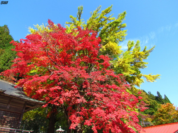 1107徳山神社紅葉251108