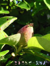 �����μ£�