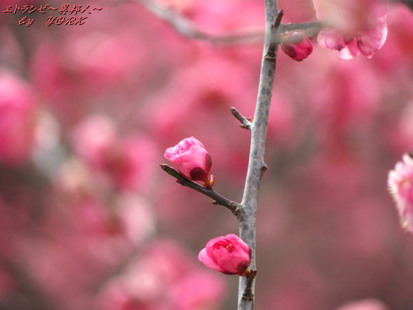 1238���ߺ餭����140215