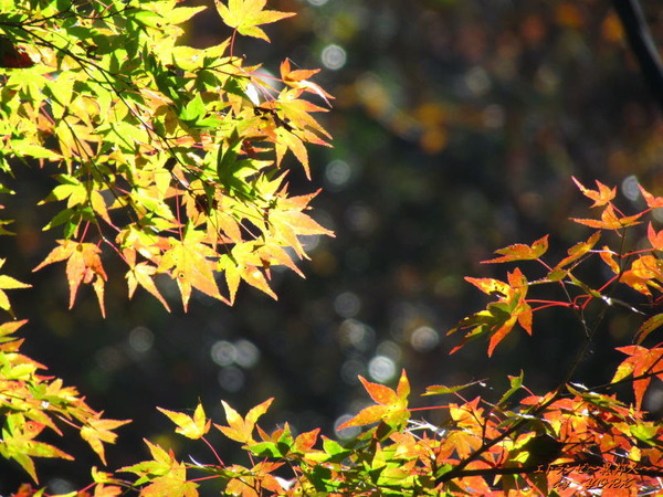 0317����ǡ������161112