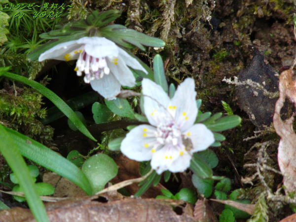 2084��ʬ����170212