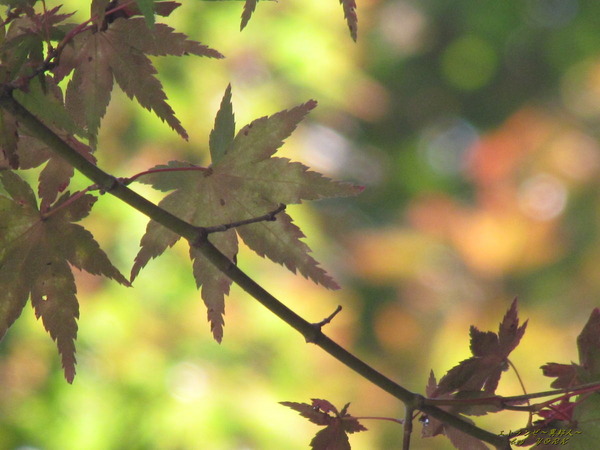 2012紅葉光と影191102