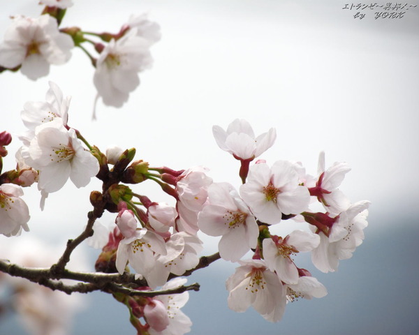 �ɻ桡6610���ᥤ�襷��1280&times;1024