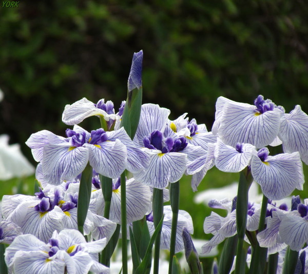 ���ޥ��ѡ�3312�־Գ�960&times;854