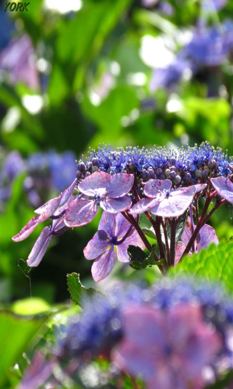 �����ѡ�3604�ۻ��۲�480&times;800