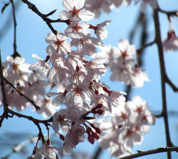 ���ޥ��ѡ�0626�Ķ��˻޿���960��854