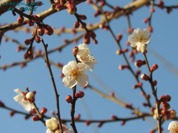 6195�Ķ������ߺ餭�Ϥ�130209