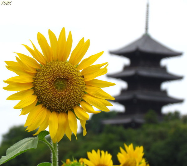 ���ޥ��ѡ�9350�������ȸ޽���960��854