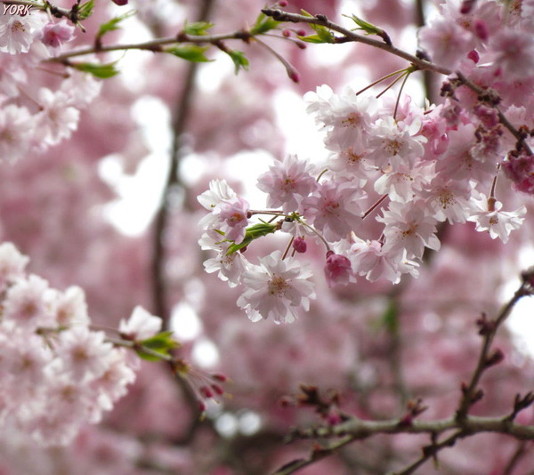 ���ޥ��ѡ�0789�����٤ο��޿���960��854