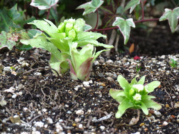 2339�դ��ΤȤ�170311