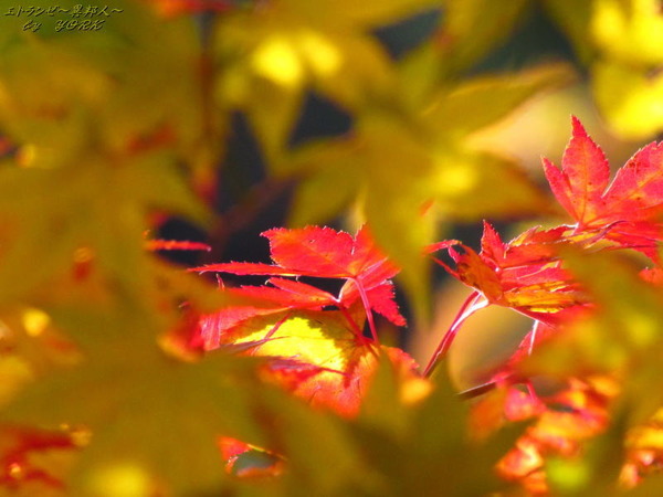 0564�����θ���������161113